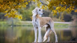 O saluki possui uma estrutura corporal leve e aerodinâmica, desenhada para velocidade e resistência (Imagem: Svetlay | Shutterstock)