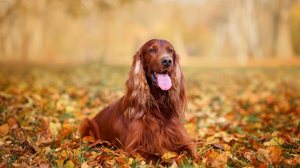 O setter irlandês é um companheiro inteligente, enérgico e afetuoso (Imagem: Nikaletto | Shutterstock)
