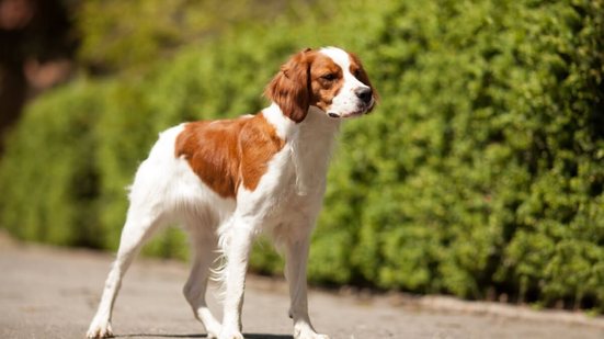 As características marcantes do spaniel bretão fizeram com que ele ganhasse espaço também como animal de estimação (Imagem: Serova_Ekaterina | Shutterstock)