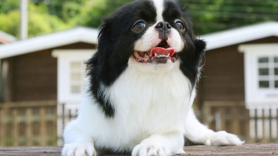 Um típico cão de companhia, o spaniel japonês é uma raça repleta de história, charme e delicadeza (Imagem: Rin Seiko | Shutterstock)