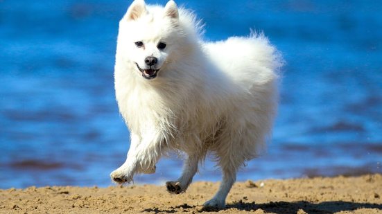 O spitz japonês é um cachorro alegre, afetuoso, atento e dotado de grande inteligência (Imagem: Lisjatina | Shutterstock)