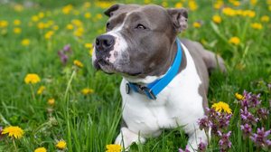 O staffordshire bull terrier tem um temperamento dócil e é muito apegado à família (Imagem: Shtanko Oksana | Shutterstock)