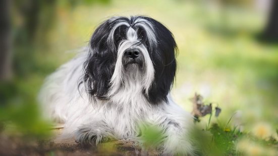 O terrier tibetano conquistou tutores em diversas partes do mundo, especialmente por seu comportamento afetuoso (Imagem: Slavica Stajic | Shutterstock)