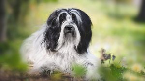 O terrier tibetano conquistou tutores em diversas partes do mundo, especialmente por seu comportamento afetuoso (Imagem: Slavica Stajic | Shutterstock)