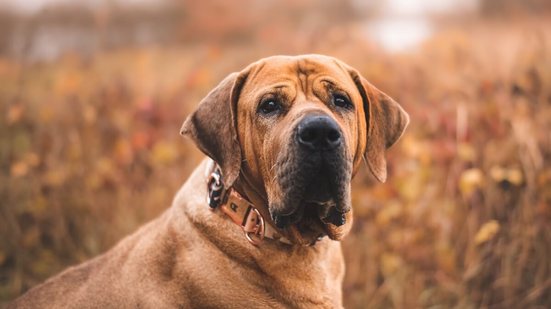 O tosa inu é um cachorro de grande porte, com estrutura forte e musculatura robusta (Imagem: michaela.bilovska | Shutterstock)