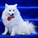 O volpino italiano é valorizado como cão de companhia e de guarda, sendo reconhecido por seu charme (Imagem: Olga Aniven | Shutterstock)