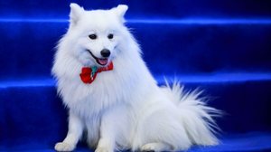 O volpino italiano é valorizado como cão de companhia e de guarda, sendo reconhecido por seu charme (Imagem: Olga Aniven | Shutterstock)