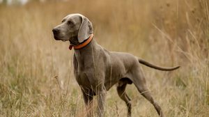 A raça weimaraner tem características físicas e temperamentais únicas (Imagem: Sushitsky Sergey | Shutterstock)