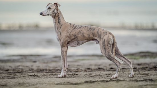Os cachorros da raça whippet conquistaram os lares com seu comportamento fiel, equilibrado e extremamente afetuoso (Imagem: Anton Pentegov | Shutterstock)