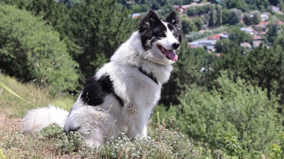 4 características do cachorro da raça yakutian laika