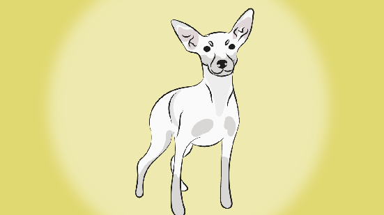 Apesar de ser mais comum encontrar pinschers em tons de preto e castanho, mutações genéticas podem levar à manifestação do fenótipo branco (Imagem: NataliaDean | Shutterstock)