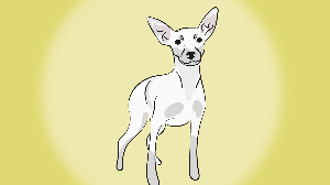 Apesar de ser mais comum encontrar pinschers em tons de preto e castanho, mutações genéticas podem levar à manifestação do fenótipo branco (Imagem: NataliaDean | Shutterstock)