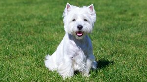 Os cachorros da raça west highland white terrier têm temperamento alegre, aparência encantadora e tamanho pequeno (Imagem: Olga Aniven | Shutterstock)