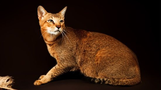 O gato chausie é ideal para tutores que desejam um felino carismático e curioso (Imagem: Tania__Wild | Shutterstock)