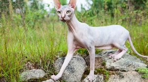 O donskoy chama atenção pela aparência diferente (Imagem: Kekyalyaynen | Shutterstock)