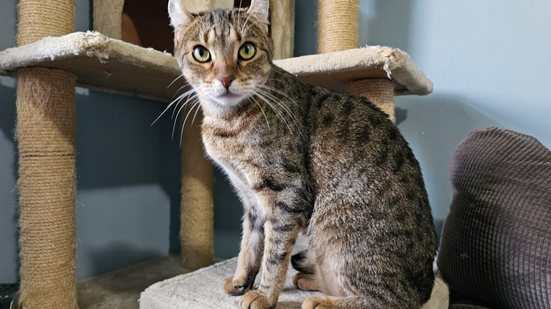 A raça highlander é relativamente recente e foi desenvolvida em 2004 (Imagem: Chapéu Patrick | Shutterstock)