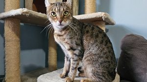 A raça highlander é relativamente recente e foi desenvolvida em 2004 (Imagem: Chapéu Patrick | Shutterstock)