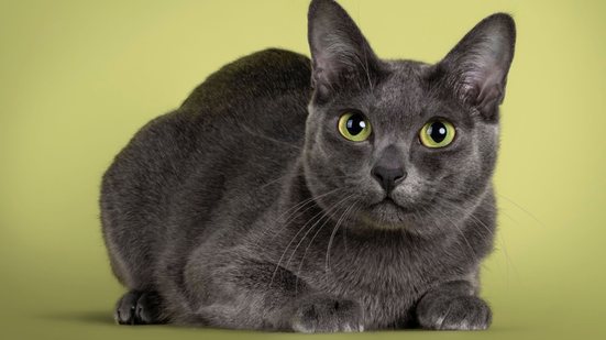 O gato da raça korat é considerado um símbolo de sorte e prosperidade (Imagem: Nynke van Holten | Shutterstock)