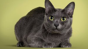 O gato da raça korat é considerado um símbolo de sorte e prosperidade (Imagem: Nynke van Holten | Shutterstock)