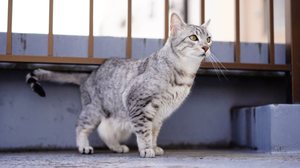 O gato mau egípcio é uma das raças mais antigas do mundo (Imagem: naturepicture_rika | Shutterstock)