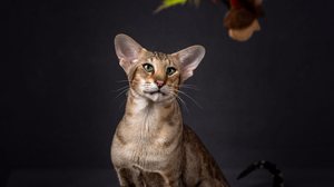 O oriental shorthair é um gato de aparência exótica e temperamento afetuoso (Imagem: Oriental shorthair cat | Shutterstock)