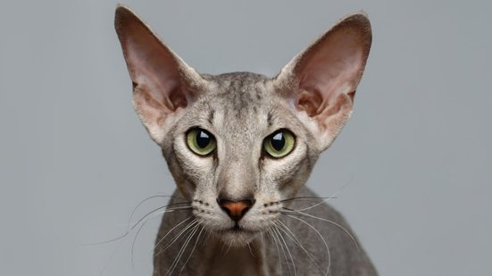 A combinação de características do gato peterbald encanta admiradores (Imagem: Seregraff
 | Shutterstock)