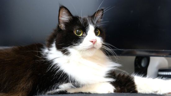 O gato ragamuffin é conhecido por sua aparência encantadora e personalidade sociável (Imagem: Kill_Baal | Shutterstock)