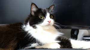 O gato ragamuffin é conhecido por sua aparência encantadora e personalidade sociável (Imagem: Kill_Baal | Shutterstock)