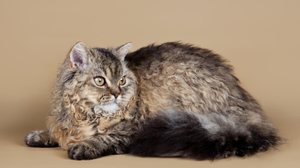 O visual incomum do selkirk rex desperta o interesse de pessoas ao redor do mundo (Imagem: mdmmikle
| Shutterstock)