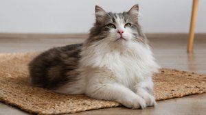 O gato siberiano tem características que o tornam popular em diversos países (Imagem: evrymmnt | Shutterstock)