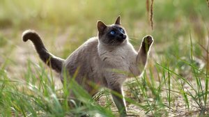 O thai é um gato de temperamento gentil, curioso e extremamente apegado aos seus tutores (Imagem: Irina Nedikova | Shutterstock)