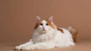Inteligente e de personalidade ativa, o gato van turco tem características apaixonantes (Imagem: Lea Rae | Shutterstock)