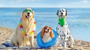 Cuidados com os pets na praia e na piscina garantem a saúde e bem-estar deles (Imagem: Kasefoto | Shutterstock)
