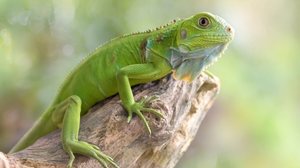 Os animais silvestres precisam de atenção especial para garantir o seu bem-estar (Imagem: Fauzan Maududdin | Shutterstock)