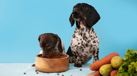 Os cachorros apresentam preferências alimentares individuais (Imagem: joseroda1988 | Shutterstock)