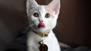 Ferramentas para localizar pets perdidos oferecem mais segurança para os animais e tutores (Imagem: MW47 | Shutterstock)