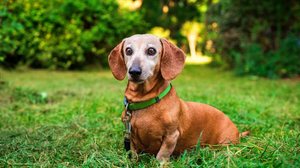 Animais de estimação idosos precisam de atenção redobrada dos tutores (Imagem: Tymoshenko Olga | Shutterstock)