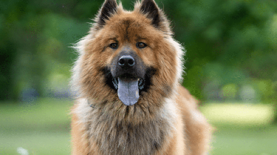 Conheça quatro raças de cachorro com a língua azul