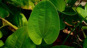 O chapéu-de-couro é uma planta nativa da América do Sul, com ampla presença em áreas úmidas e alagadas (Imagem: Suryat HK | Shutterstock)