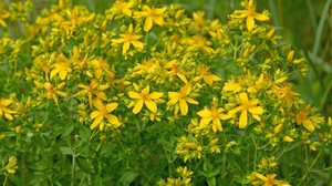 A erva-de-são-joão promove o bem-estar físico e mental (Imagem: M. Schuppich | Shutterstock)