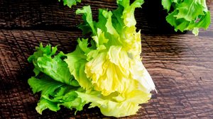 Saborosa e nutritiva, a escarola se destaca tanto na culinária quanto nos benefícios à saúde (Imagem: Candice Bell | Shutterstock)