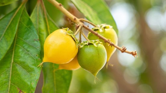 A fruta murici tem um sabor único e fornece nutrientes importantes para o funcionamento do organismo (Imagem: JRomero04 | Shutterstock)