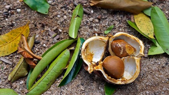 A andiroba tem propriedades que vão desde a ação anti-inflamatória até o potencial cicatrizante e repelente natural (Imagem: Wagner Campelo | Shutterstock)