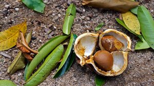 A andiroba tem propriedades que vão desde a ação anti-inflamatória até o potencial cicatrizante e repelente natural (Imagem: Wagner Campelo | Shutterstock)