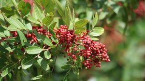 A aroeira possui propriedades benéficas para a saúde (Imagem: Uunal | Shutterstock)