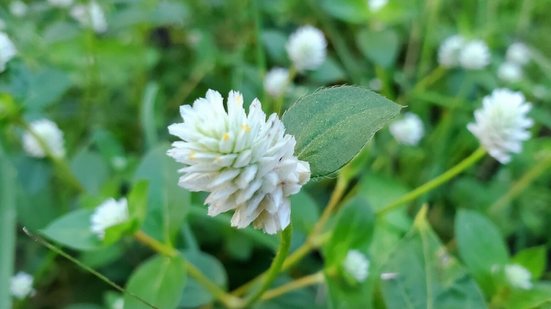 A planta fáfia é amplamente reconhecida por seu valor medicinal (Imagem: Wahyu Stock | Shutterstock)