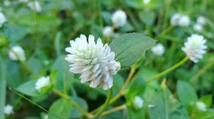 A planta fáfia é amplamente reconhecida por seu valor medicinal (Imagem: Wahyu Stock | Shutterstock)