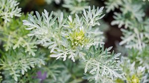 A planta losna tem propriedades benéficas para a saúde (Imagem: nnattalli | Shutterstock)