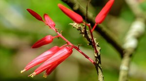 A quassia tem propriedades que beneficiam a saúde digestiva (Imagem: pisitpong2017 | Shutterstock)