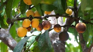 O bacuri, fruta nativa da Amazônia, é rico em nutrientes essenciais (Imagem: Gigoliver | Shutterstock)
